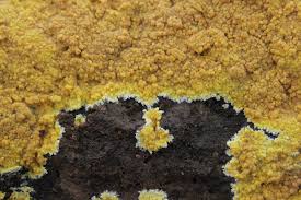 Attēlu rezultāti vaicājumam “Phlebia serialis”