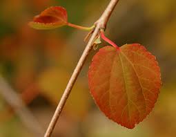 Attēlu rezultāti vaicājumam “Cercidiphyllum japonicum leaf”