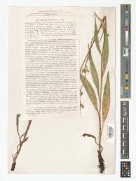 Attēlu rezultāti vaicājumam “Saussurea esthonica flower”