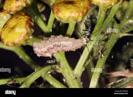 Attēlu rezultāti vaicājumam “Syrphus sp. larva”