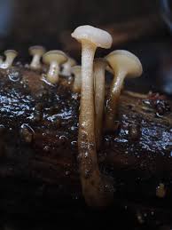 Attēlu rezultāti vaicājumam “Cudoniella clavus”