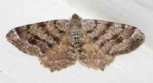 Attēlu rezultāti vaicājumam “Macaria signaria”