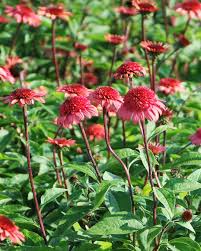 Image result for Echinacea purpurea