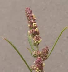 Attēlu rezultāti vaicājumam “Atriplex littoralis fruit”