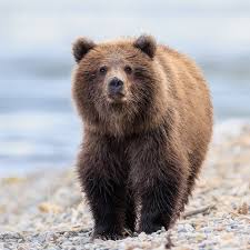 Image result for brown bear