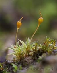 Attēlu rezultāti vaicājumam “Tortula truncata”