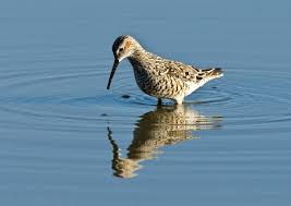 Image result for Calidris himantopus