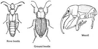 Attēlu rezultāti vaicājumam “Coleoptera”