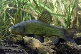 Image result for Tinca tinca