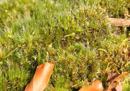 Attēlu rezultāti vaicājumam “Campylopus introflexus”