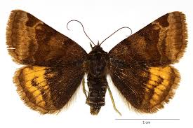 Attēlu rezultāti vaicājumam “Euclidia glyphica”