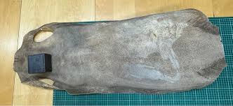 Image result for Megatrygon microps