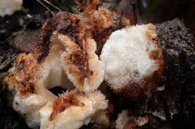 Attēlu rezultāti vaicājumam “Sarcoporia polyspora”