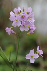 Attēlu rezultāti vaicājumam “Cardamine pratensis”