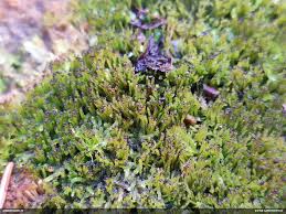 Attēlu rezultāti vaicājumam “Anastrophyllum hellerianum”