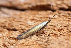 Attēlu rezultāti vaicājumam “Coleophora alticolella”