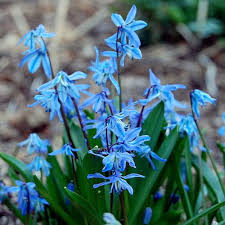 Attēlu rezultāti vaicājumam “Scilla siberica”