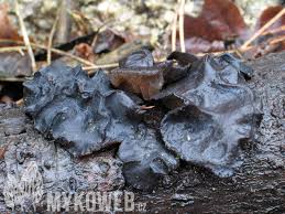 Attēlu rezultāti vaicājumam “Exidia truncata”