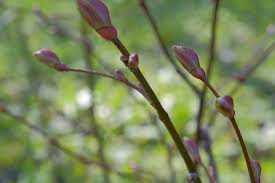 Attēlu rezultāti vaicājumam “Tilia cordata bud”