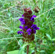 Attēlu rezultāti vaicājumam “Prunella vulgaris flower”