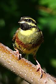 Image result for Emberiza cirlus