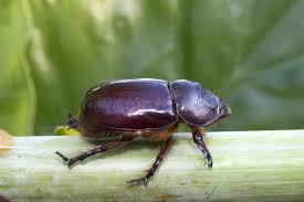 Attēlu rezultāti vaicājumam “Oryctes nasicornis”