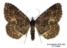 Attēlu rezultāti vaicājumam “Parascotia fuliginaria”