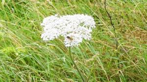 Attēlu rezultāti vaicājumam “Leucozona glaucia”