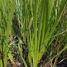 Attēlu rezultāti vaicājumam “Acorus calamus leaf”