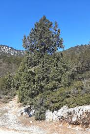 Attēlu rezultāti vaicājumam “Ceriporia excelsa”