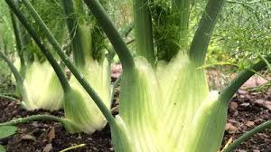 Attēlu rezultāti vaicājumam “Sium latifolium flower”