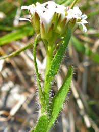 Attēlu rezultāti vaicājumam “Arabis hirsuta flower”
