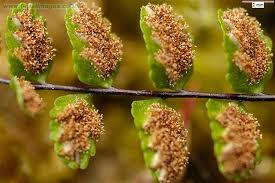 Attēlu rezultāti vaicājumam “Asplenium trichomanes”