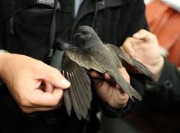 Image result for Oceanodroma monorhis