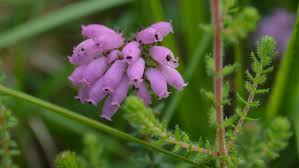 Attēlu rezultāti vaicājumam “Erica tetralix leaf”
