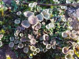 Attēlu rezultāti vaicājumam “Cladonia pyxidata”