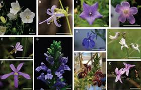 Attēlu rezultāti vaicājumam “Campanulaceae”