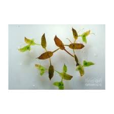 Attēlu rezultāti vaicājumam “Lemna trisulca”