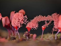 Attēlu rezultāti vaicājumam “Arcyria denudata young”