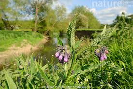 Attēlu rezultāti vaicājumam “Symphytum officinale flower”