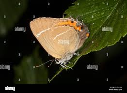 Attēlu rezultāti vaicājumam “Satyrium w-album underside”