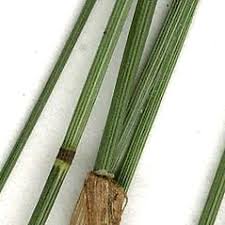 Attēlu rezultāti vaicājumam “Poa nemoralis”