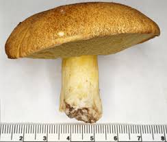 Attēlu rezultāti vaicājumam “Suillus variegatus”