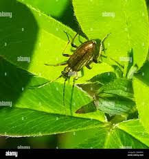 Attēlu rezultāti vaicājumam “Chrysanthia geniculata”