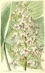 Angiosperm families - <b>Hippocastanaceae</b> DC.