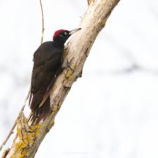 Attēlu rezultāti vaicājumam “Dryocopus martius”