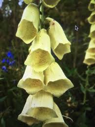 Image result for Digitalis grandiflora