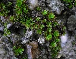 Attēlu rezultāti vaicājumam “Encalypta streptocarpa”