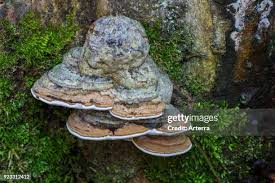 Attēlu rezultāti vaicājumam “Ganoderma applanatum”