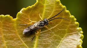 Attēlu rezultāti vaicājumam “Tenthredinidae”